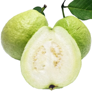 广西白心芭乐10斤大果