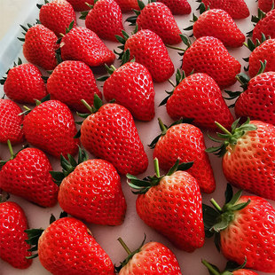 丹东红颜99草莓3斤当季新鲜大果