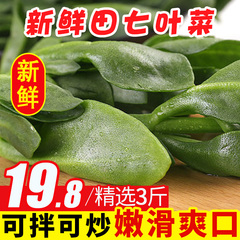 现摘新鲜蔬菜田七叶3斤