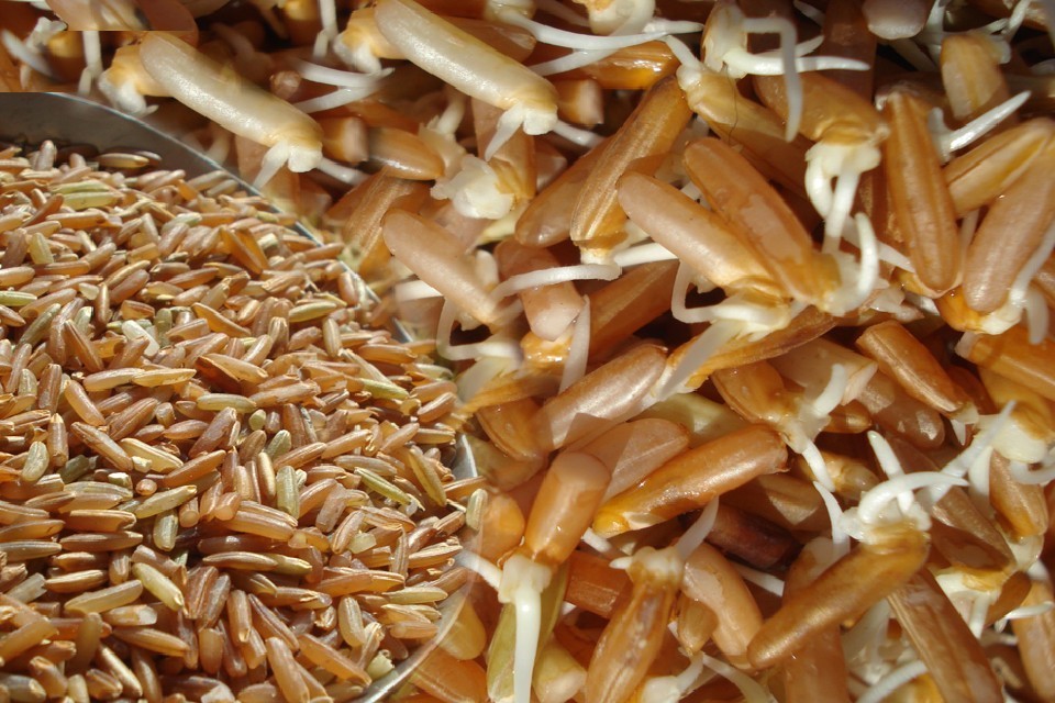 胚芽米红糙米纯天然有机大米红米2500g=5斤(每个id限购2件)