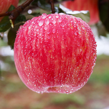 陕西洛川水晶红富士10斤新鲜水果苹果