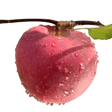 苹果水果新鲜应当季脆甜孕妇吃陕西洛川萍果大红富士