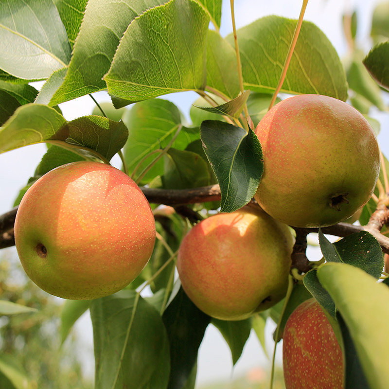 鞍山特产南果梨南国梨新鲜水果香水